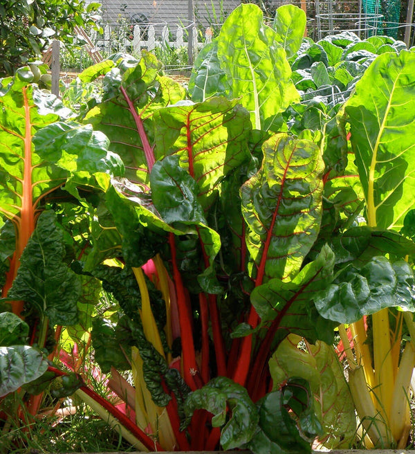 This variety of Swiss chard boasts brilliantly colored stems. Use the leaves to jazz up a salad or as a bed for chicken or potato salads.
