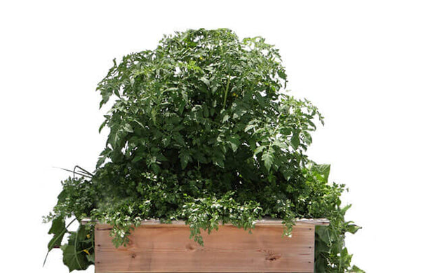 A fully grown 4x4 tabouli garden in a raised bed