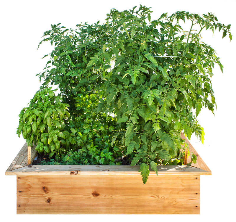 Grow ingredients for pesto with tomatoes in a garden.