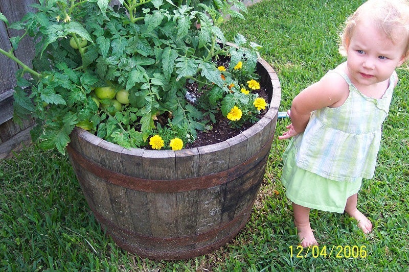 Backyard Garden: attractive garden beds surrounded by fence