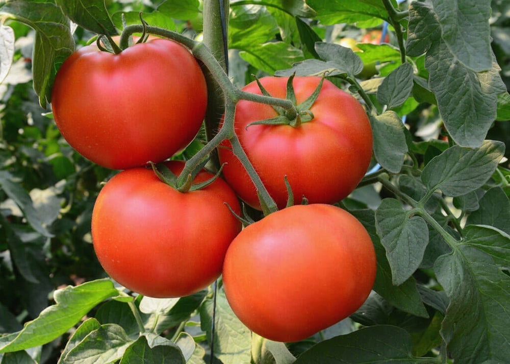 Ways to Grow Tomatoes: red tomatoes on vine