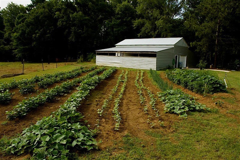 Traditional garden with old barn in back.