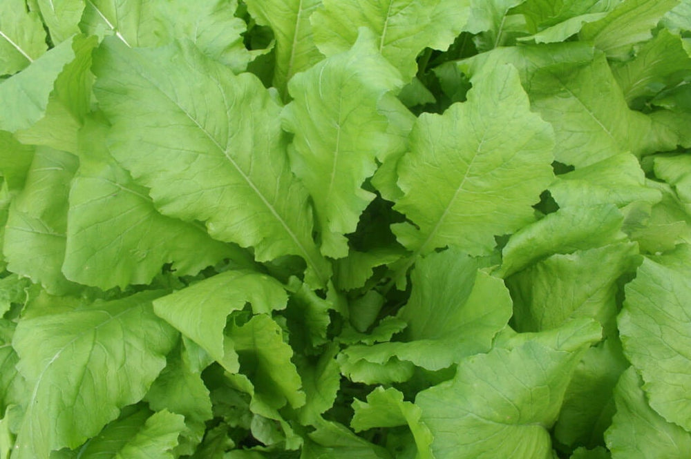 growing turnip greens in the garden