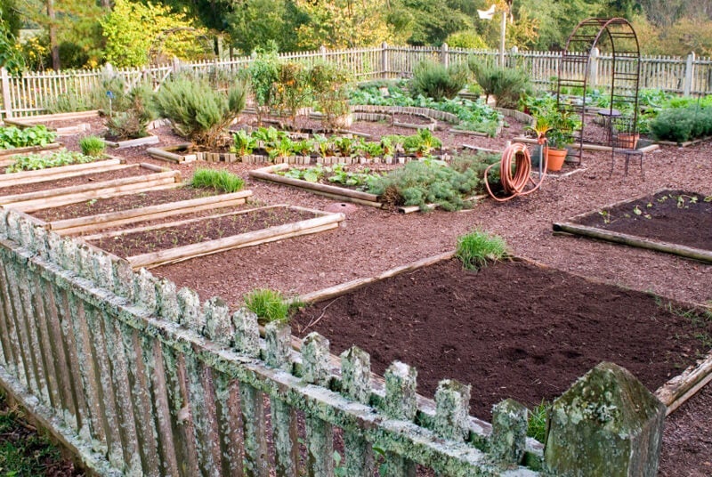 Some plants are more efficient in the vegetable garden than others.