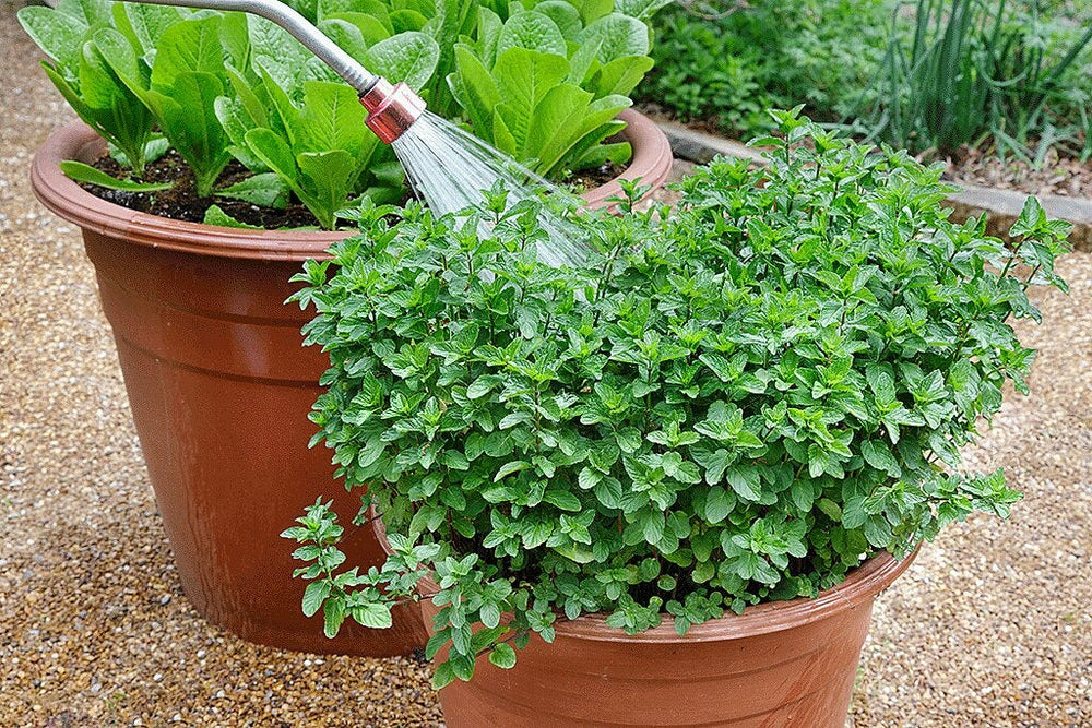 Keep Pots Watered: watering containers with watering wand