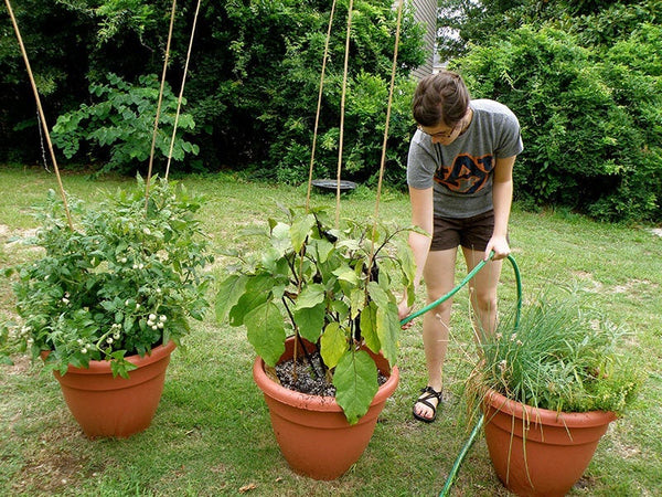 A woman waters container plants set in a yard, including eggplant.