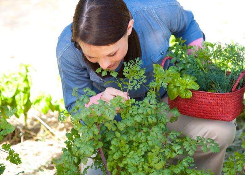 Cilantro is one of many herbs that can be grown in fall.