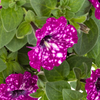 Miracle-Gro® Brilliant Blooms™ Electric Purple Sky Petunia