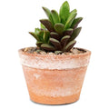 Bonnie Plants