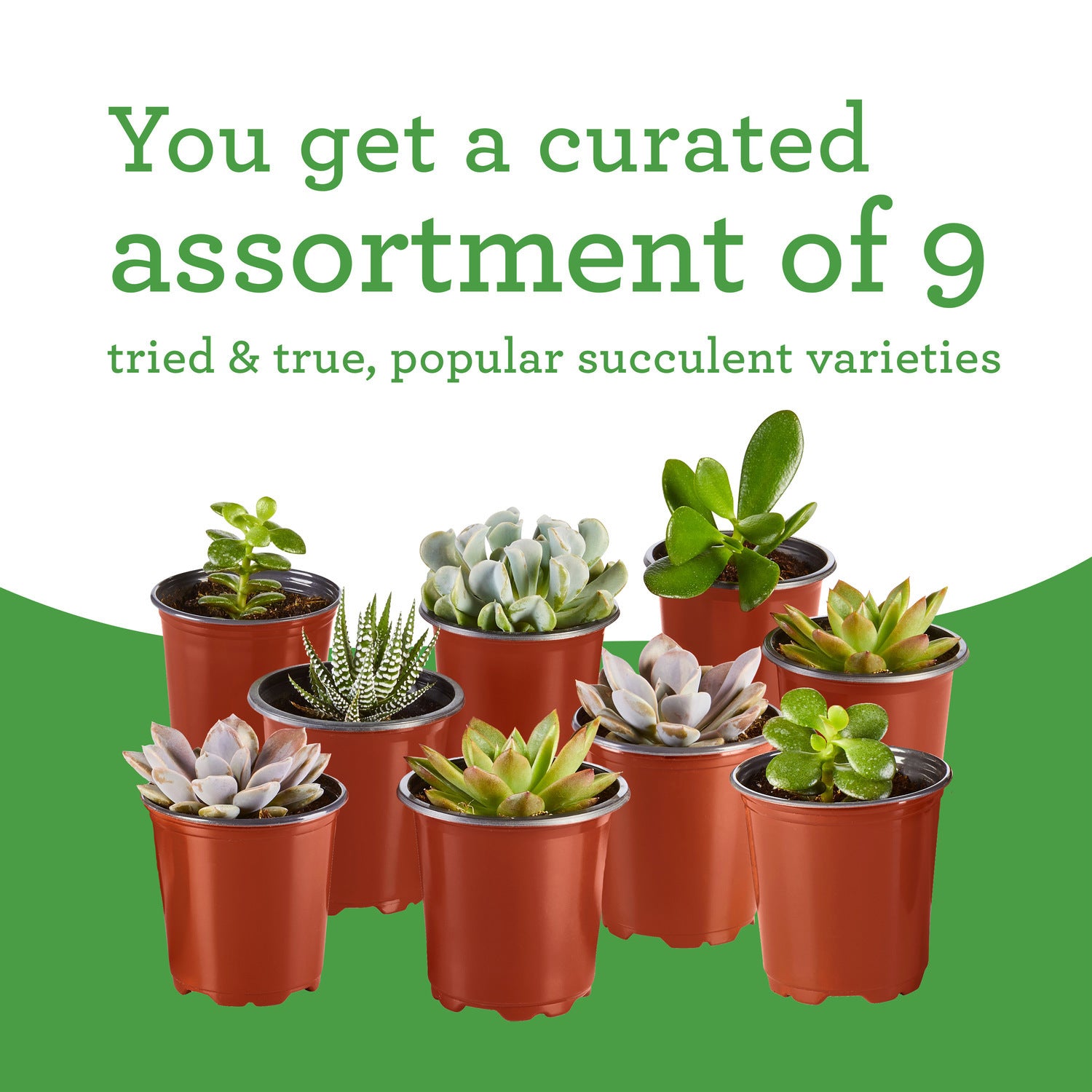 Bonnie Plants Succulent Assortment 13.2 oz., 9-Pack