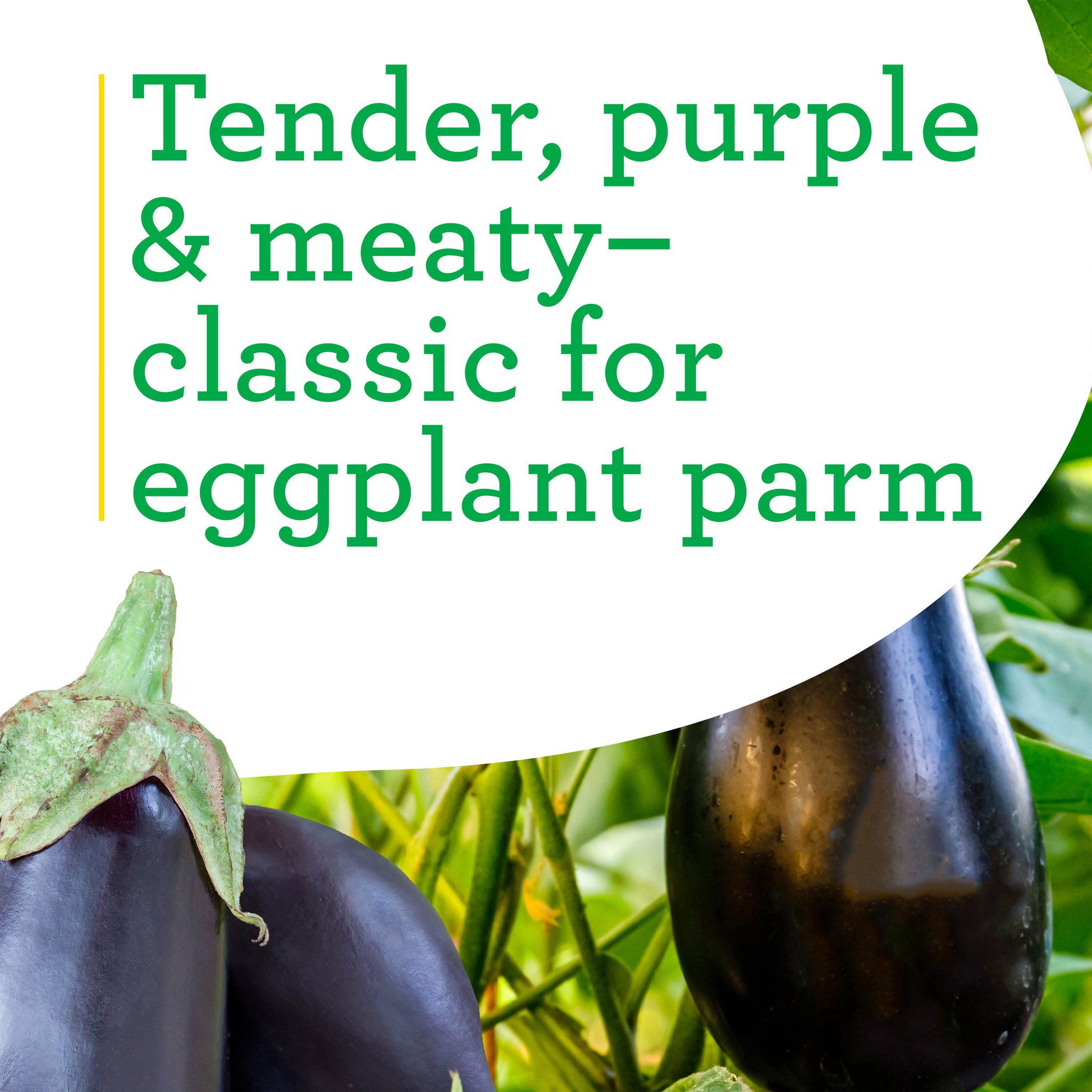 Black Beauty Eggplant (2 Pack)
