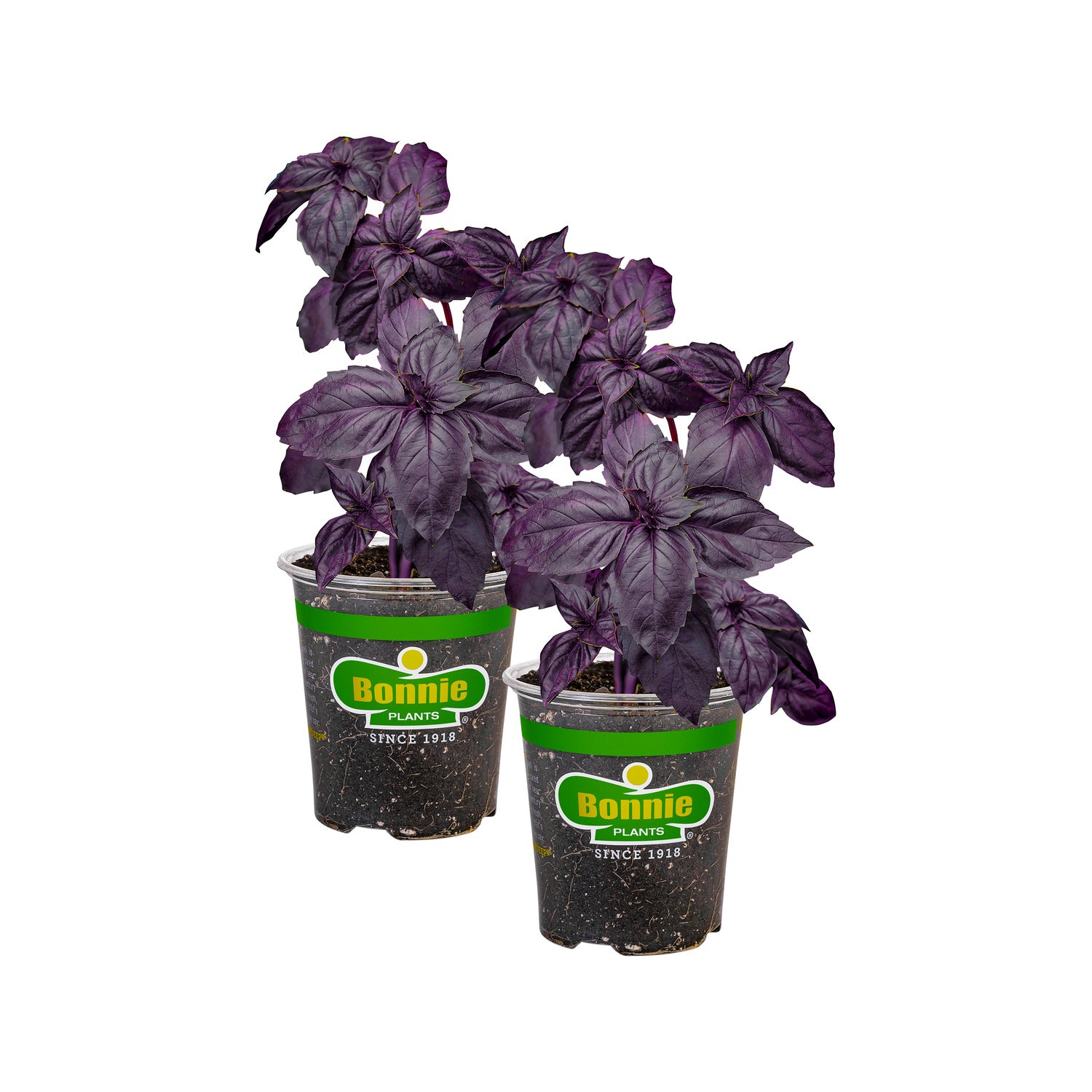 Purple Basil (2 Pack)