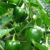 Bonnie® Plants Bell Pepper Combo, Yellow & Green