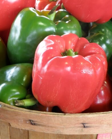 Bonnie® Plants Bell Pepper Combo, Red & Green
