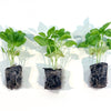 Bonnie Plants® Sweet Basil 3-Pack Plugs