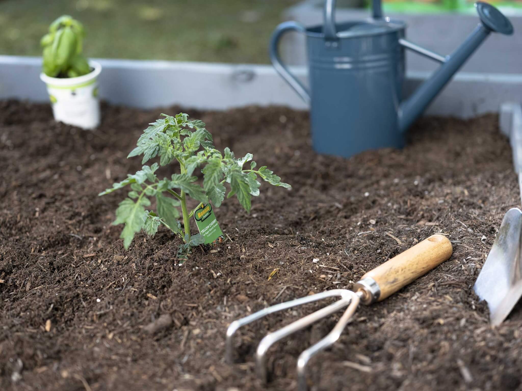 Garden starter plants (your garden, attest fact, most effective, recommend starting, beneficial insects) Garden starter plants