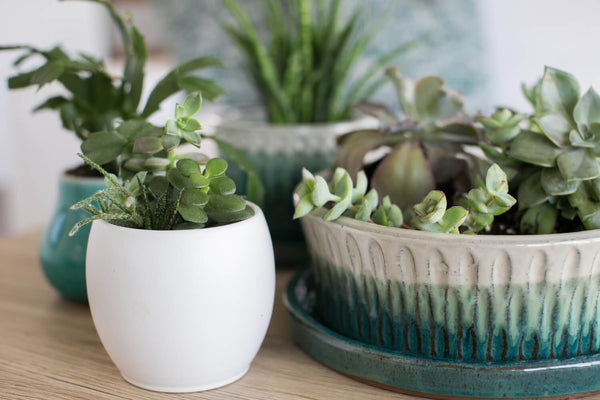 A close-up of four ceramic pots filled with succulents, including a mixed succulent pot housing several varieties.