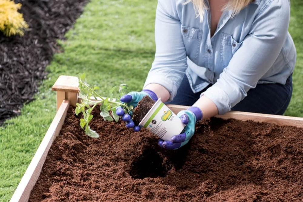Woman planting Bonnie transplant in raised bed