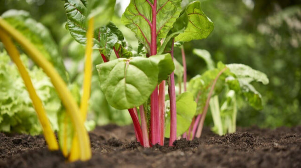 Vegetables that Grow in the Shade: gorgeous Swiss chard in the garden