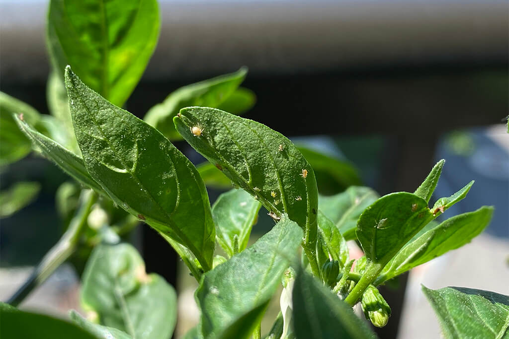 Aphid Control Bonnie Plants