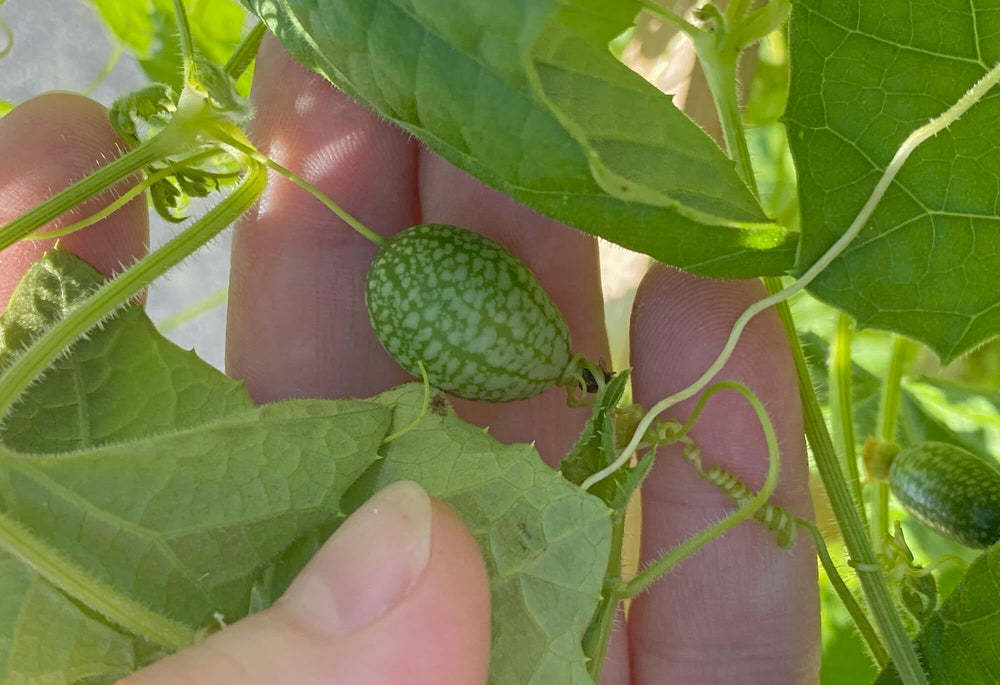 A tiny Mexican gherkin shown with a hand behind it.