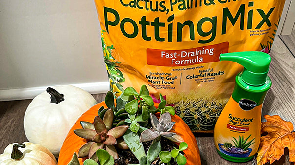 Succulents planted in pumpkin, with bag of potting mix and bottle of plant food