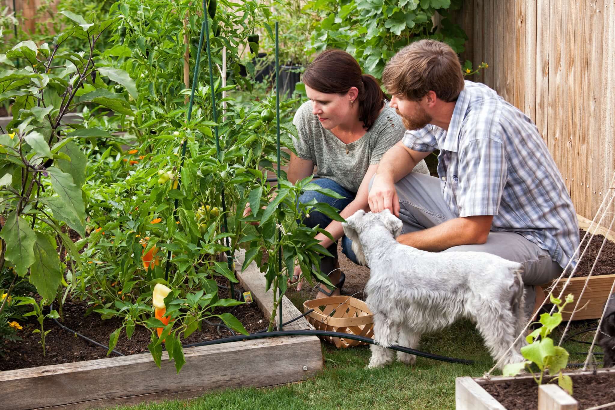 Vegetable garden care