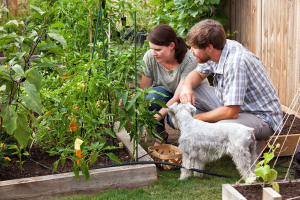 A couple kneels to inspect their vegetable garden, along with their schnauzer.