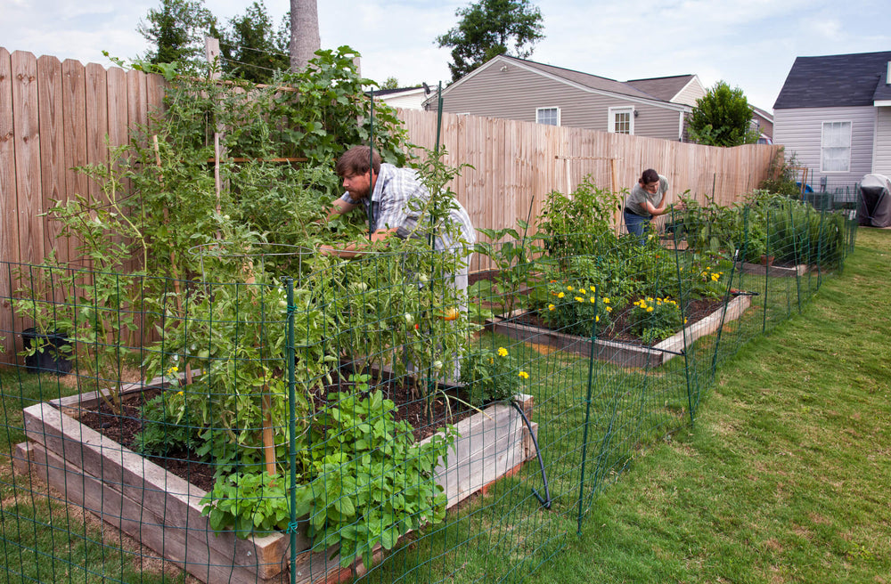 Full Sun Garden Plants: couple tending their raised bed vegetable garden
