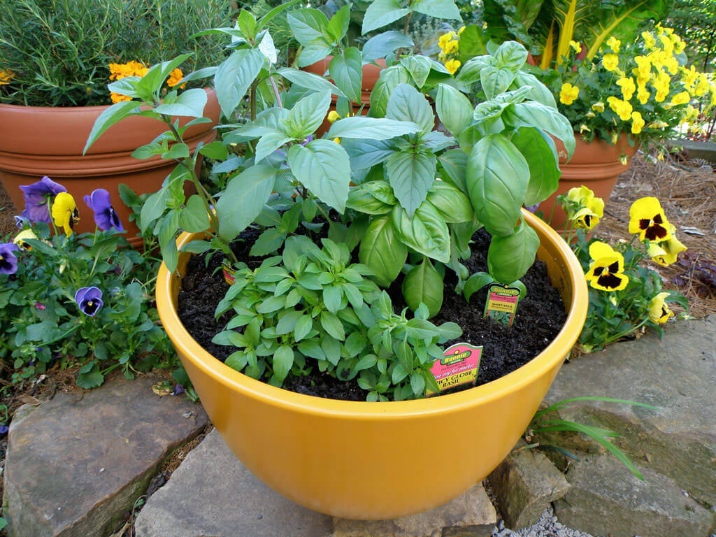 How to Grow Basil: growing basil in a pot