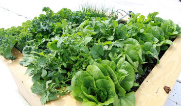 Plant a Salad Garden in a 4 x 4 Raised Bed | Bonnie Plants