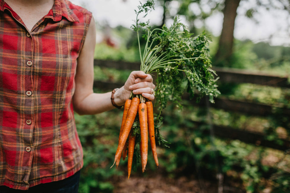 How to Grow Carrots – Bonnie Plants