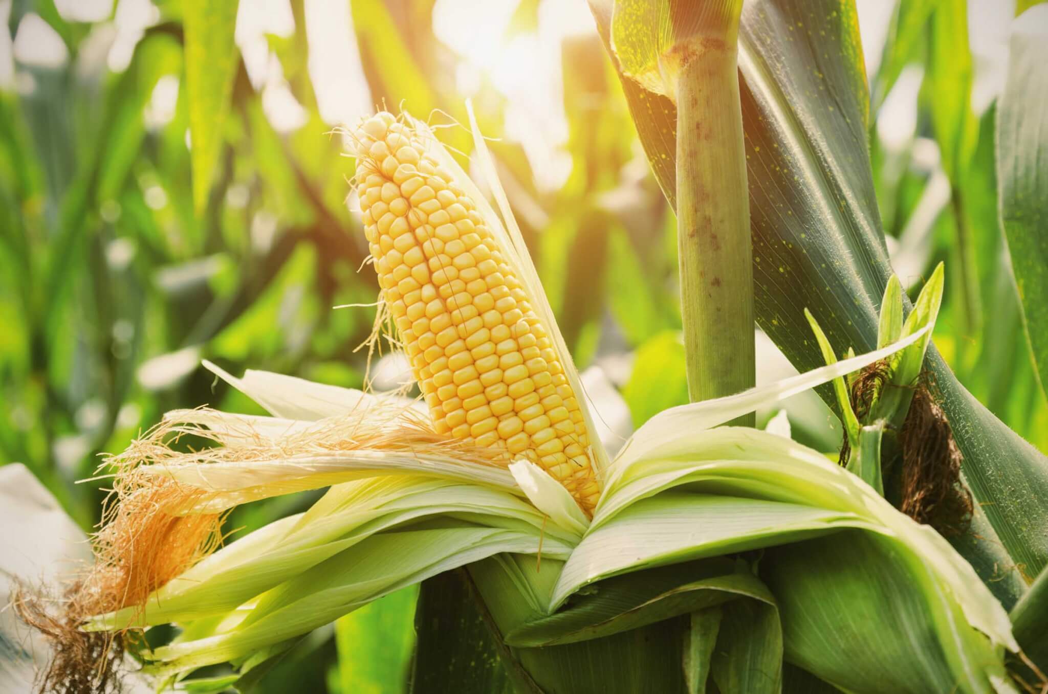 Vægt Regelmæssigt støj How to Grow & Plant Corn | Corn Gardening – Bonnie Plants