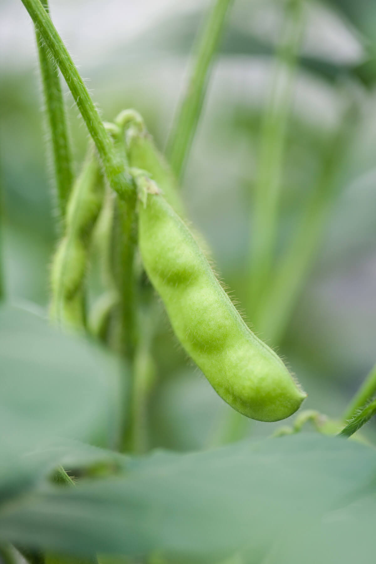 full grown cucumber plant Early Fortune Cucumber main image 1