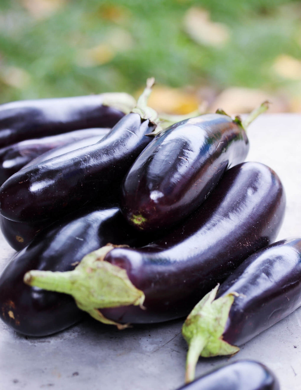 The importance of the return of Organic Harvest Garden's Black