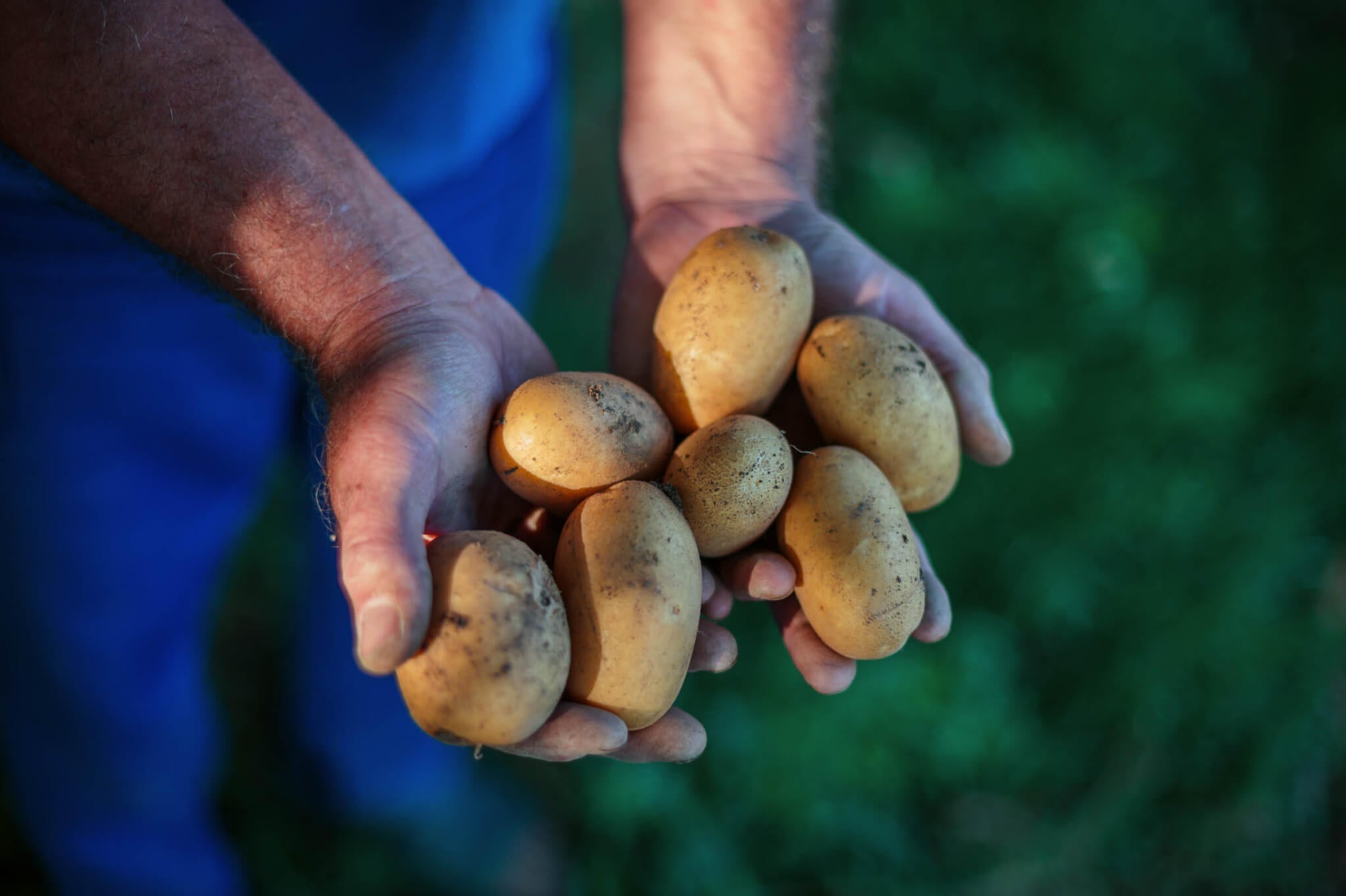 White Potato Varieties: Tips For Growing White Potatoes In The Garden