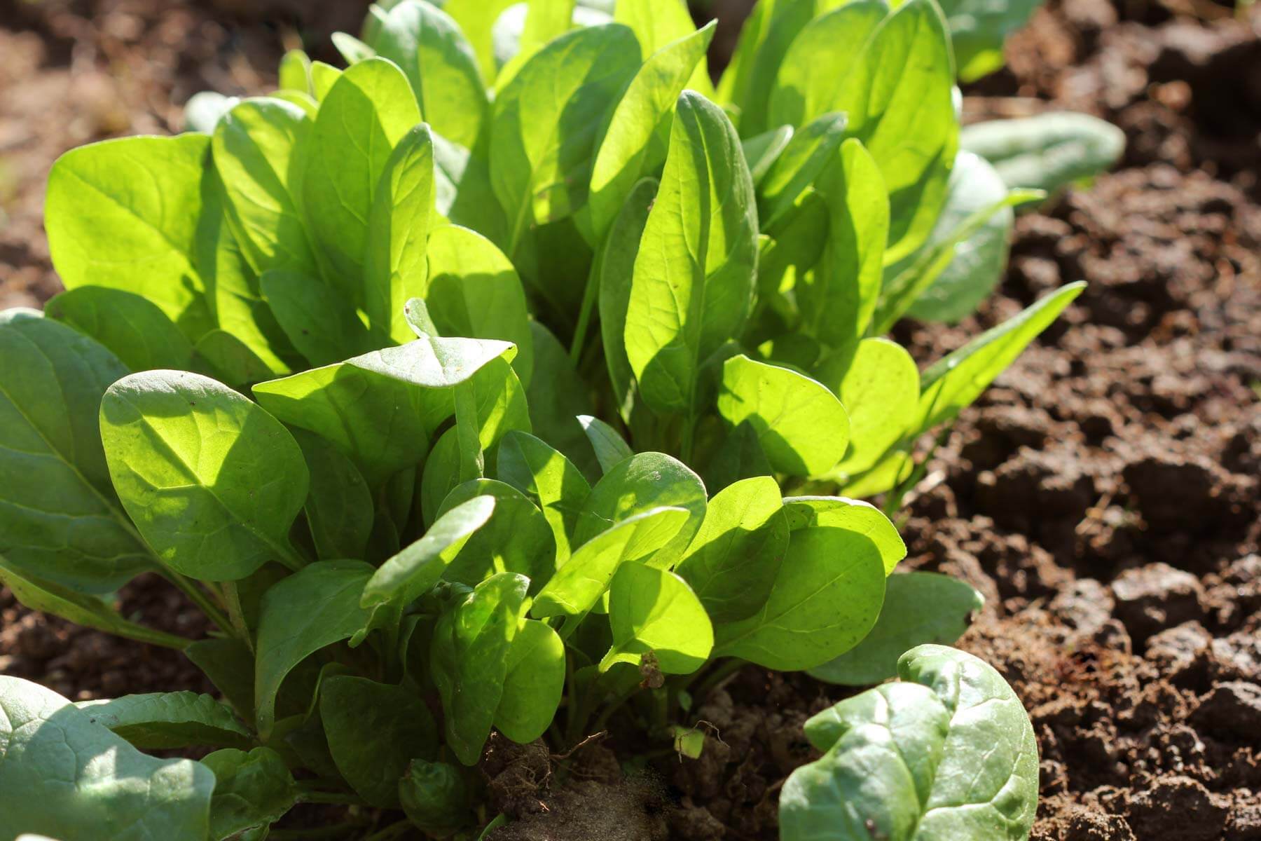 Image of Spinach vegetable plant