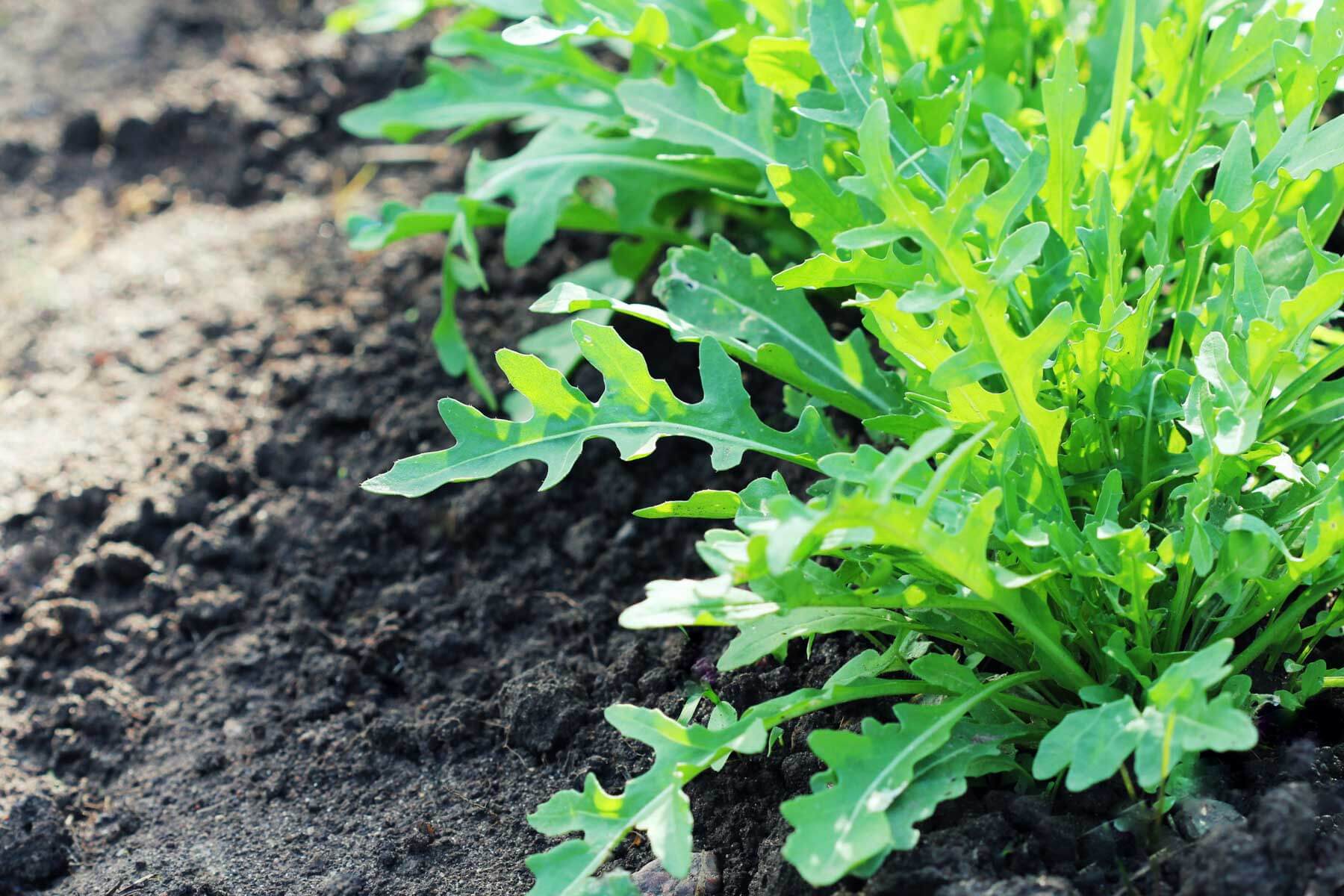 Growing Arugula Plants | Soil, Planting & Care Tips – Bonnie Plants