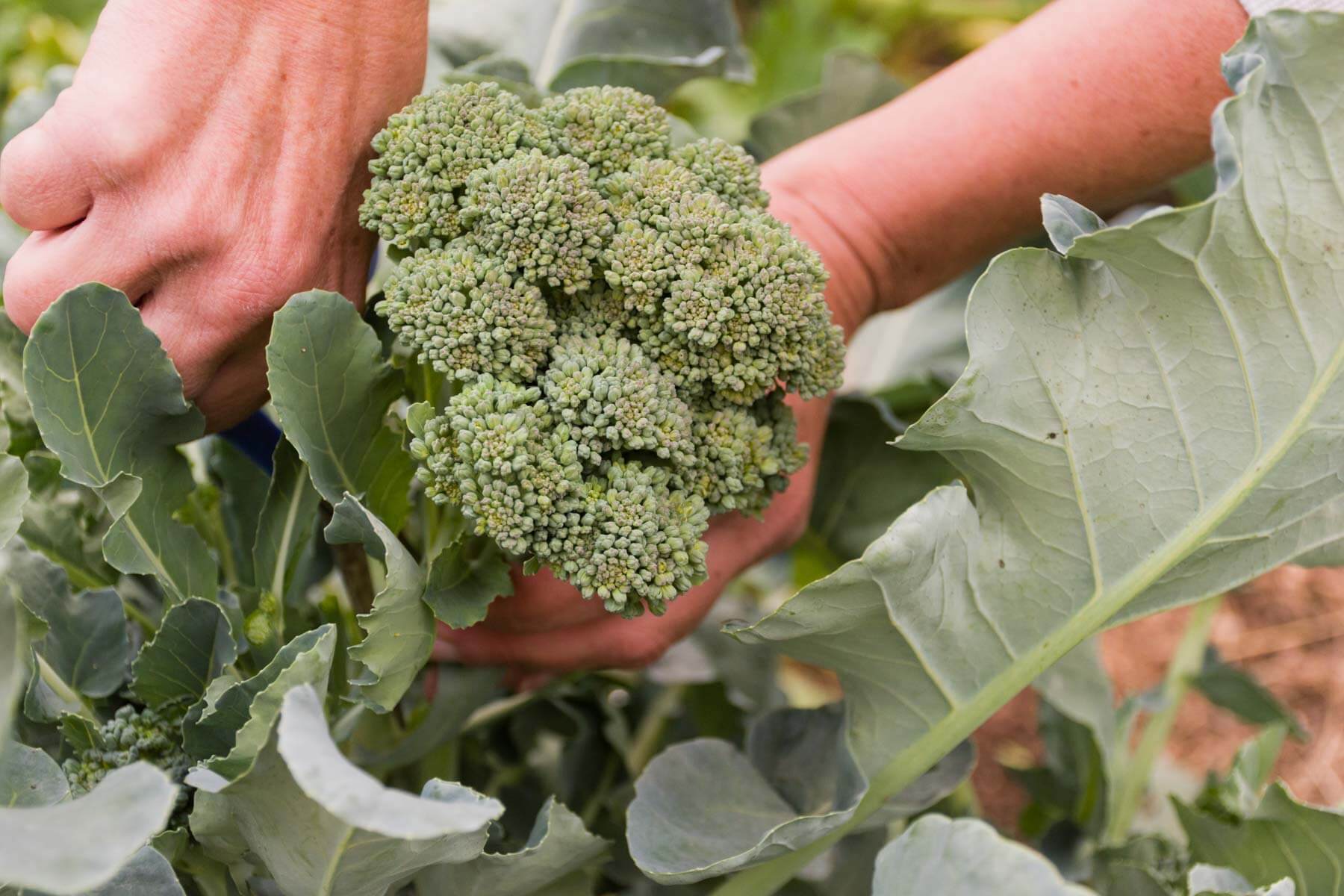 What Temp Can Broccoli Grow?  