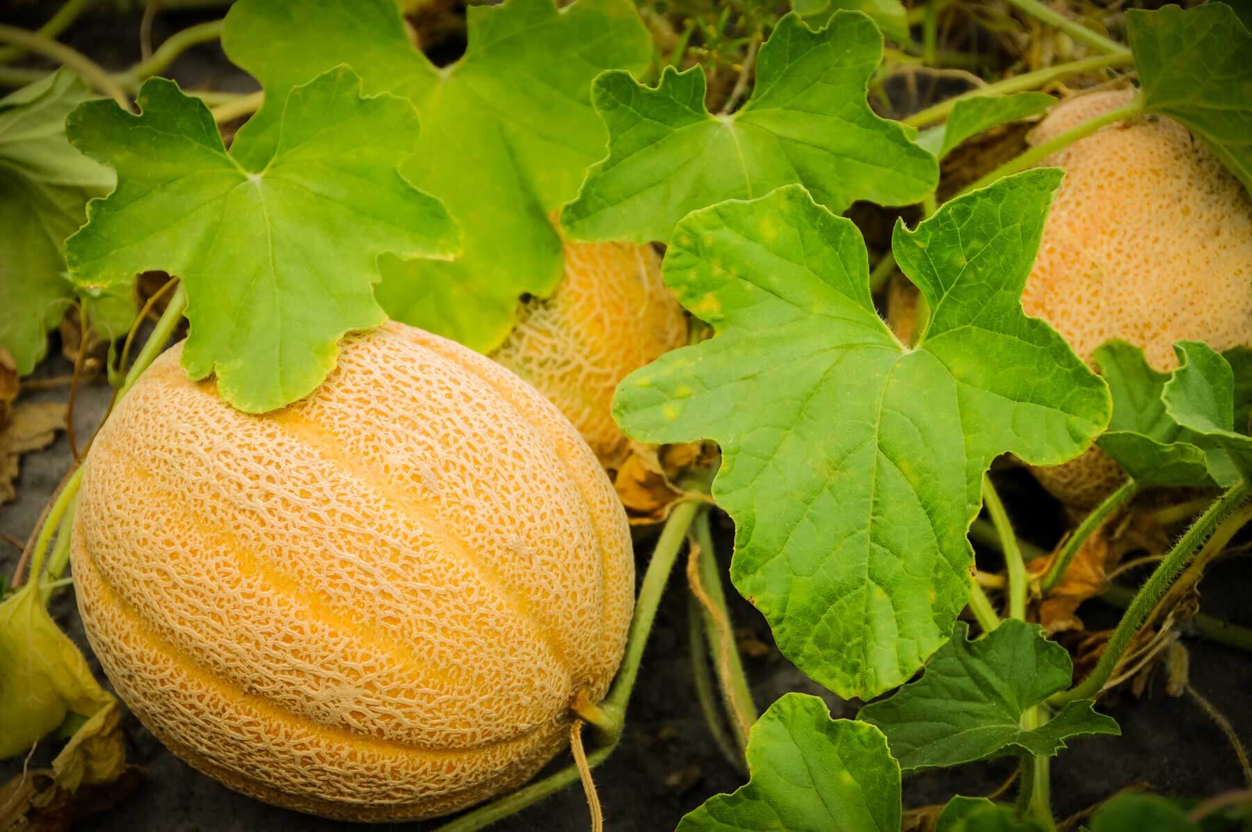 How to Grow Cantaloupe & – Plants