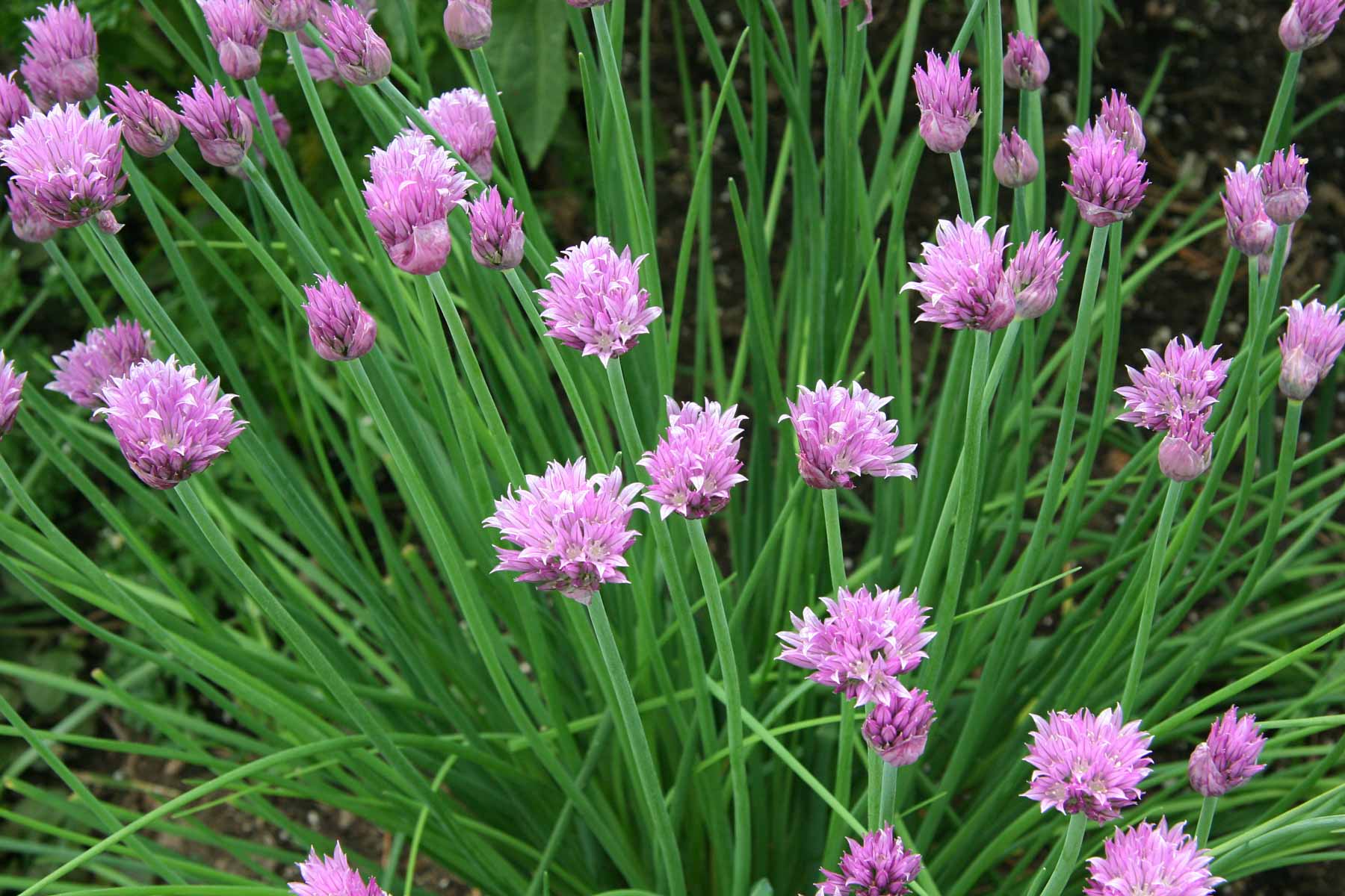 Image of Chives plants for a raised bed in full sun