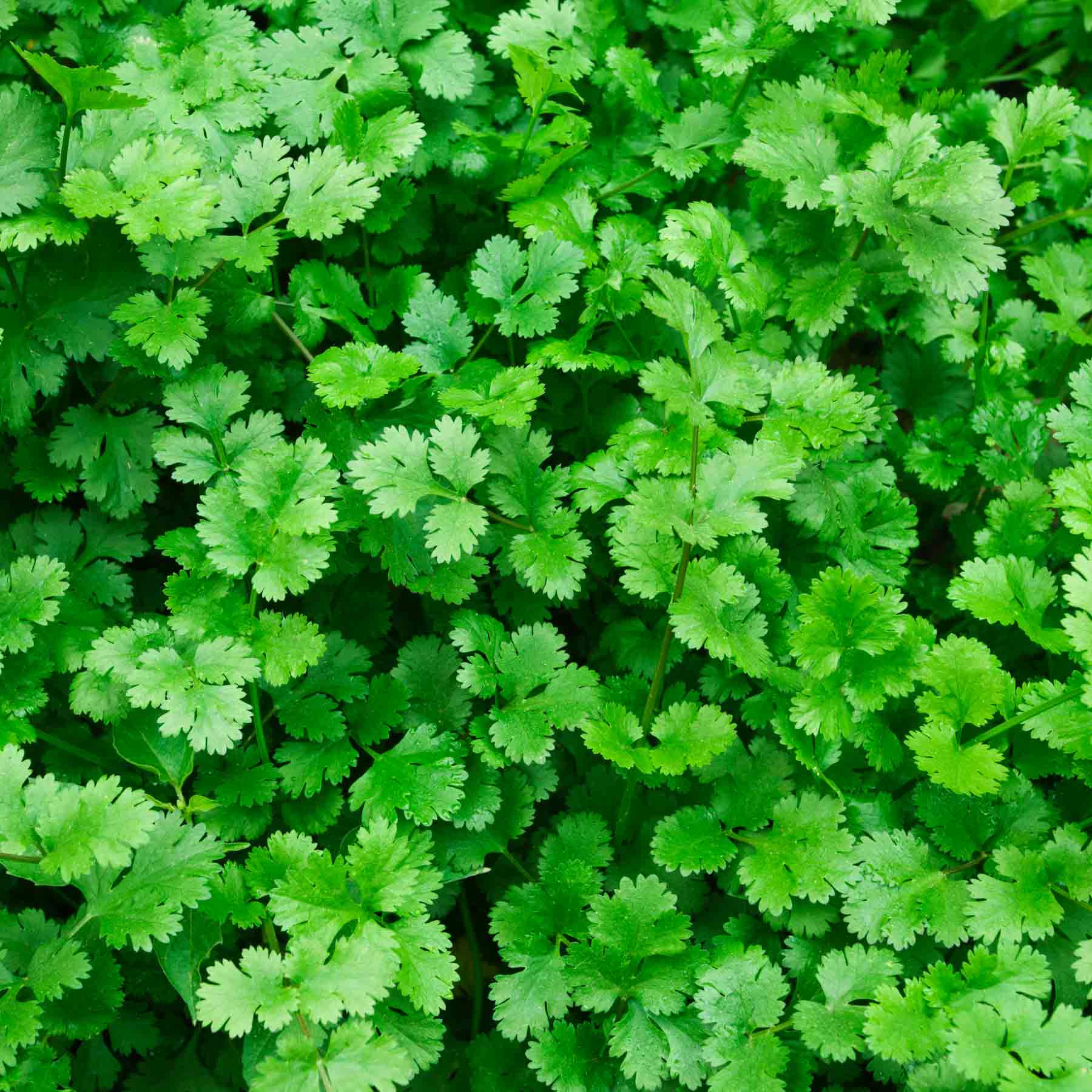 Image of Cilantro plant