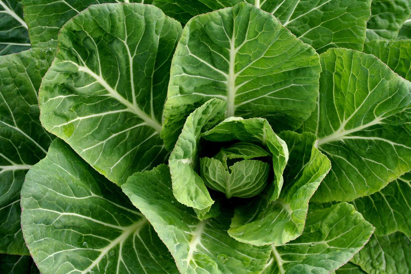 How to Grow Collard Greens | Learn More About the Collard Plant ...