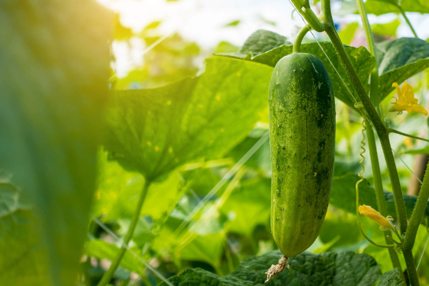 how to grow cucumbers 2