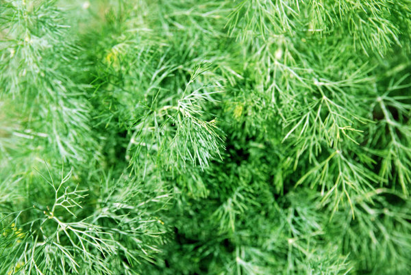 How to Grow and Plant Dill