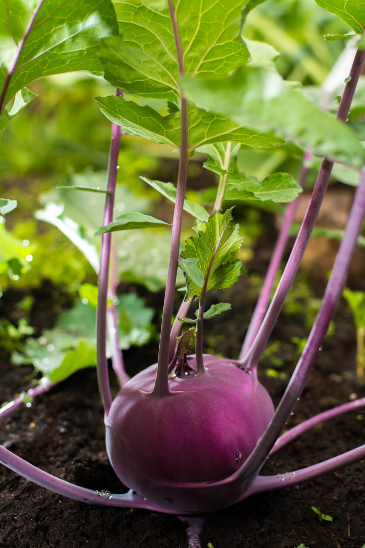 How to Grow Kohlrabi: Expert Tips for a Bountiful Harvest