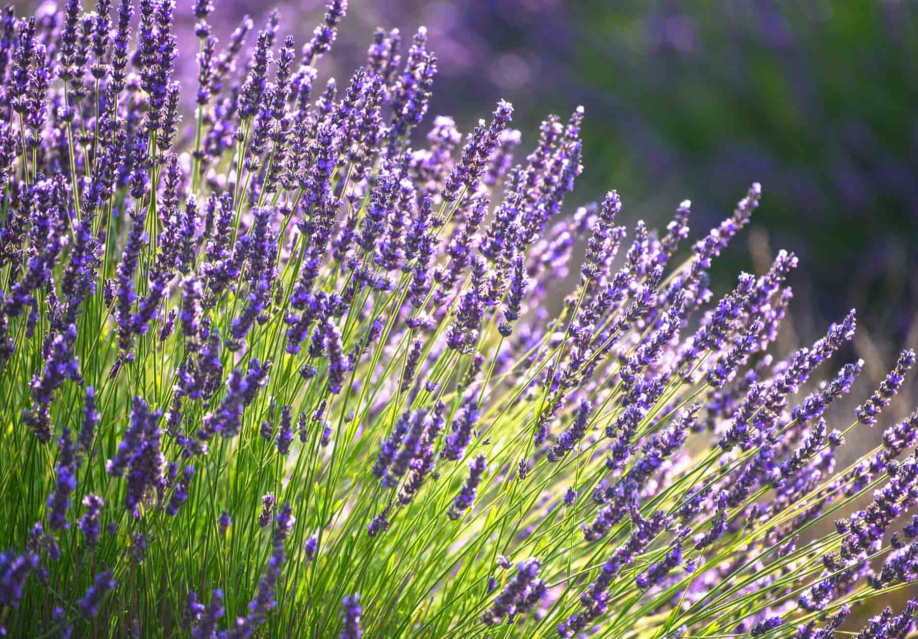 LAVENDER - How to Plant Lavender & Grow Bushy Plants with lots of Flowers 