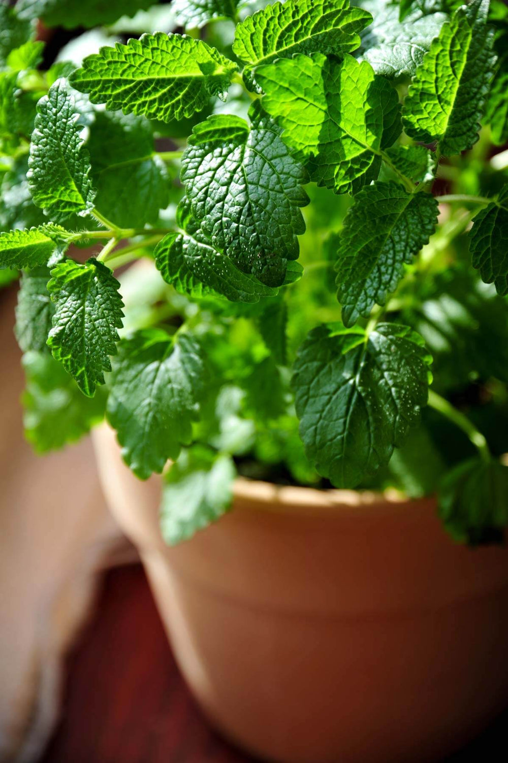 Growing Lemon Balm