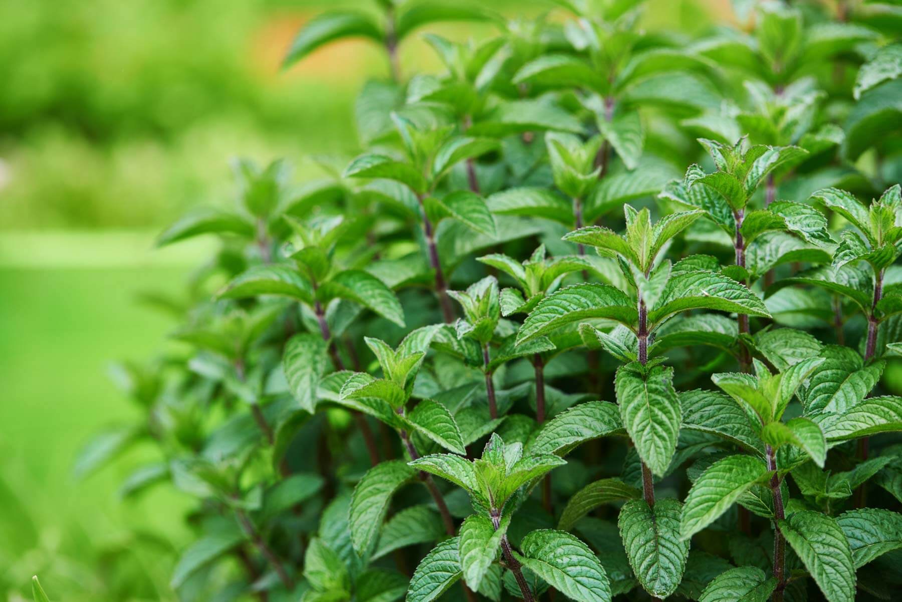 Peppermint plant care