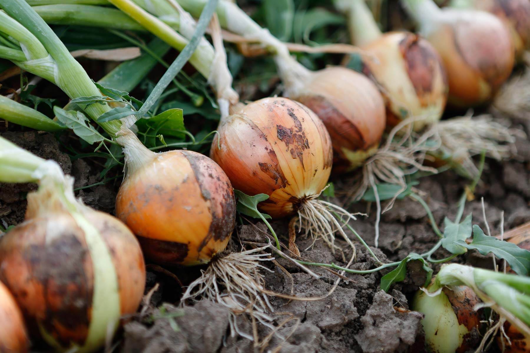 Best Growing Conditions for Onions  